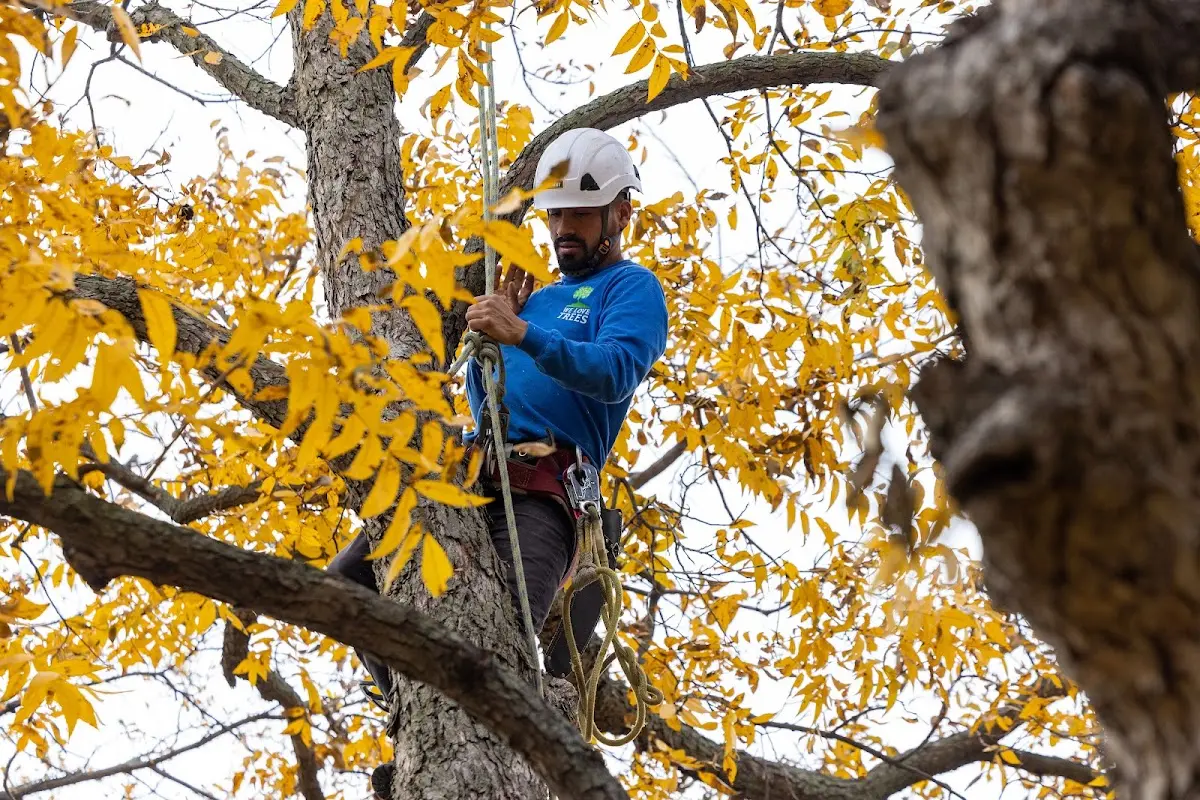 Skilled Tree Trimming crew working in Parma